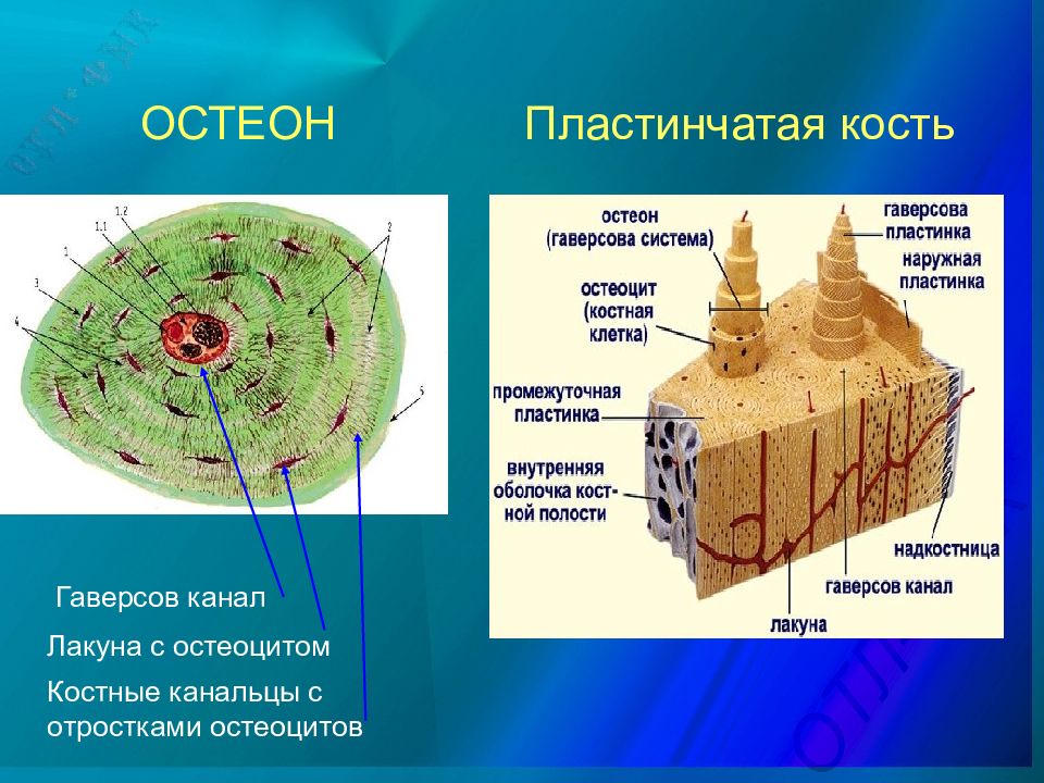 Костная ткань рисунок с подписями