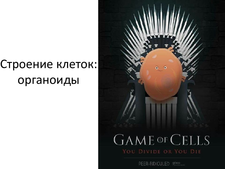 Строение клеток: органоиды