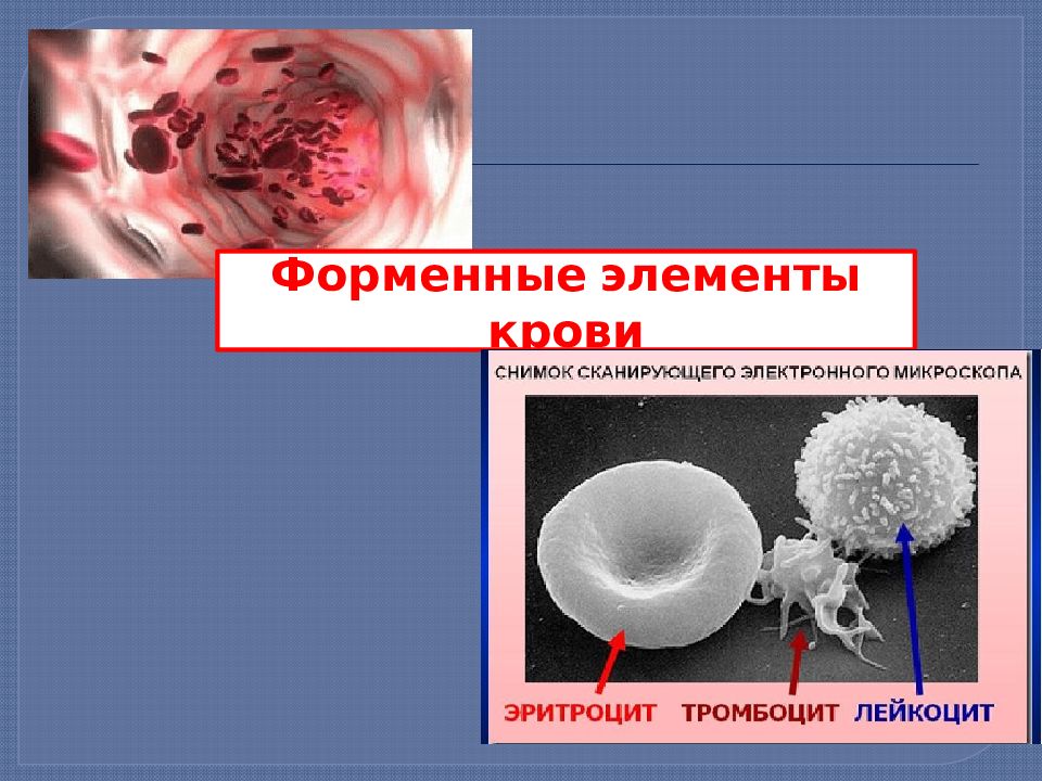 Форменные элементы. Форменные элементы крови фото. Форменные элементы крови физиология. Форменные элементы крови презентация. Форменные элементы крови снимок электронного микроскопа.