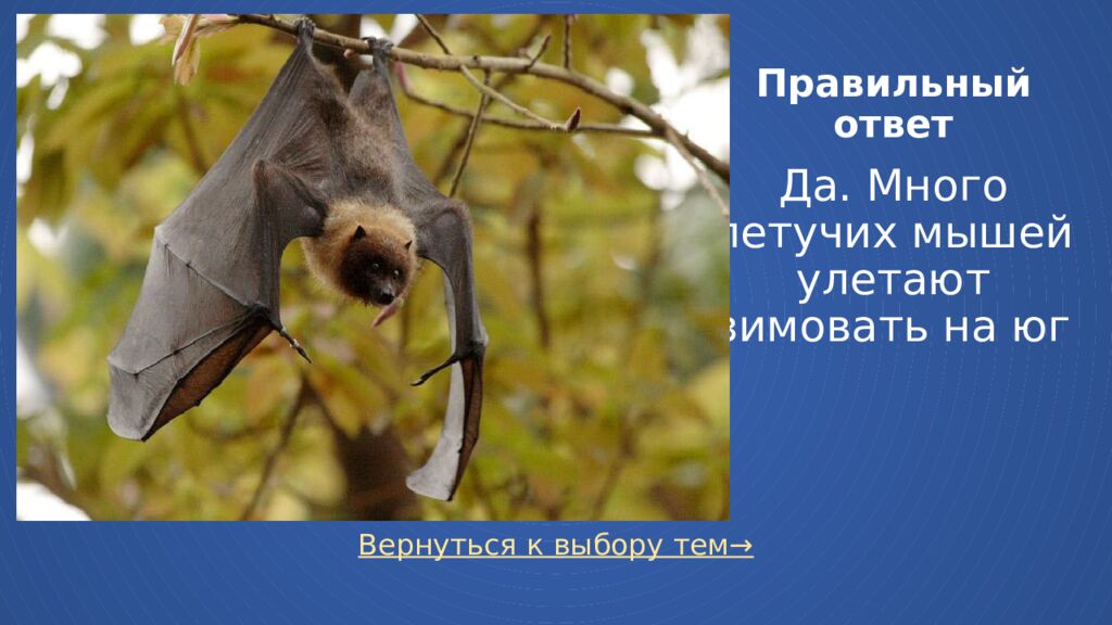 Правильный ответ Да. Много летучих мышей улетают зимовать на юг
