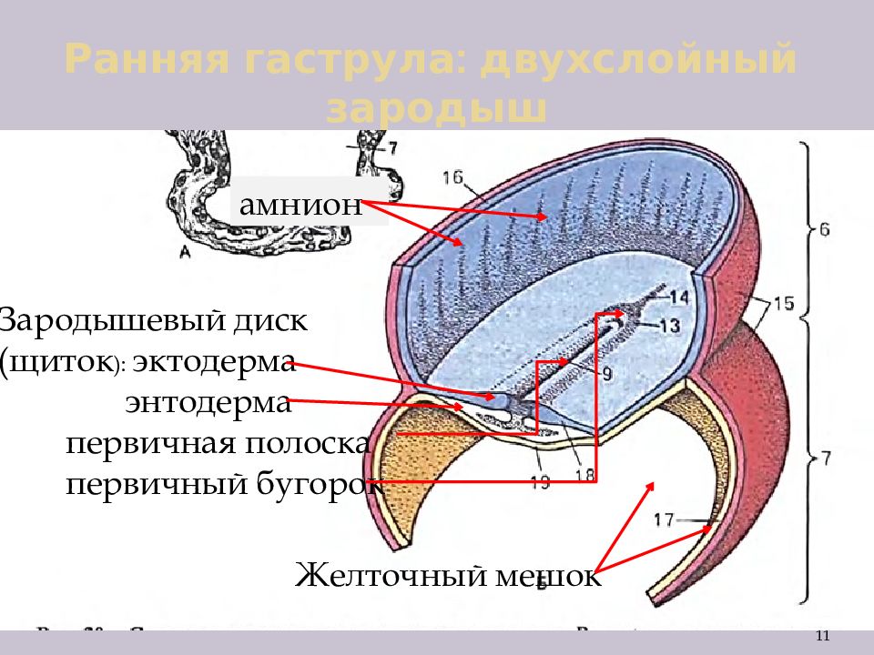 Двухслойный зародыш