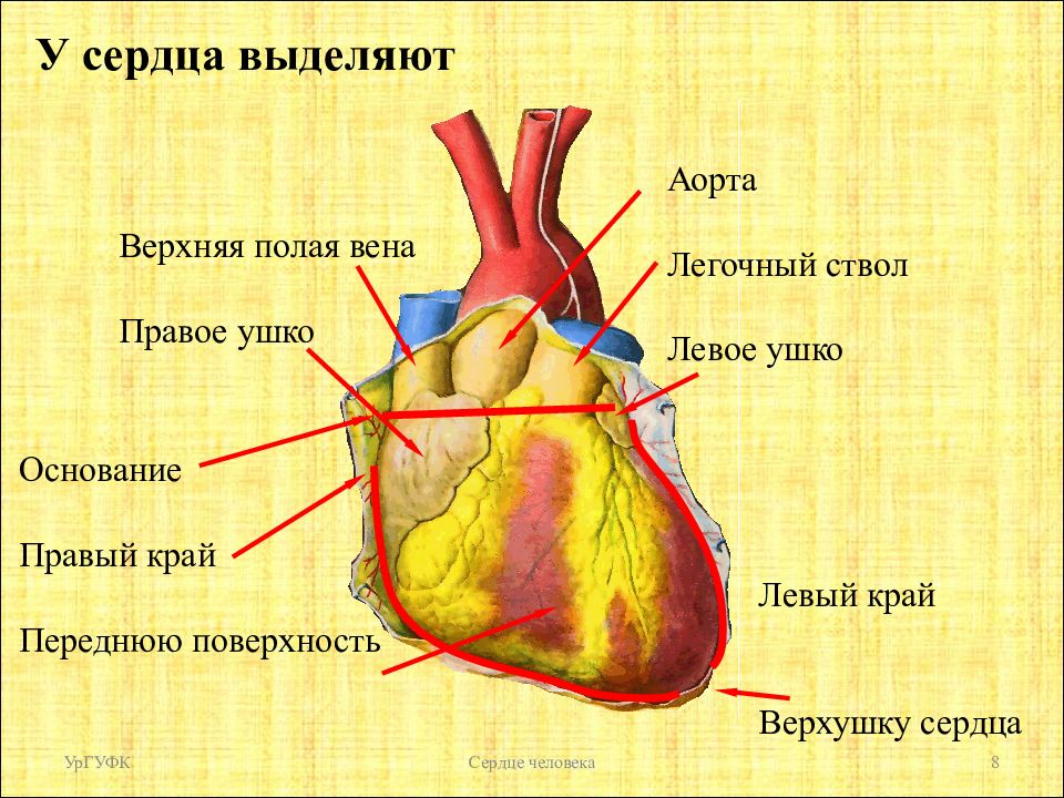 Борозды сердца анатомия картинки