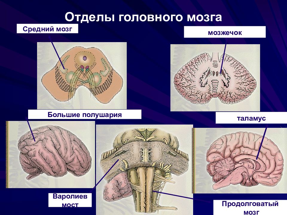 Функции структур среднего мозга. Строение мозга мозжечок варолиев мост. Строение головного мозга продолговатый мозг. Отделы продолговатого мозга анатомия. Головной мозг средний мозг.