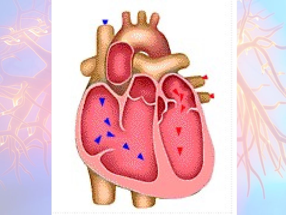 Katta va kichik qon aylanish doirasi Katta va kichik qon aylanish doirasi