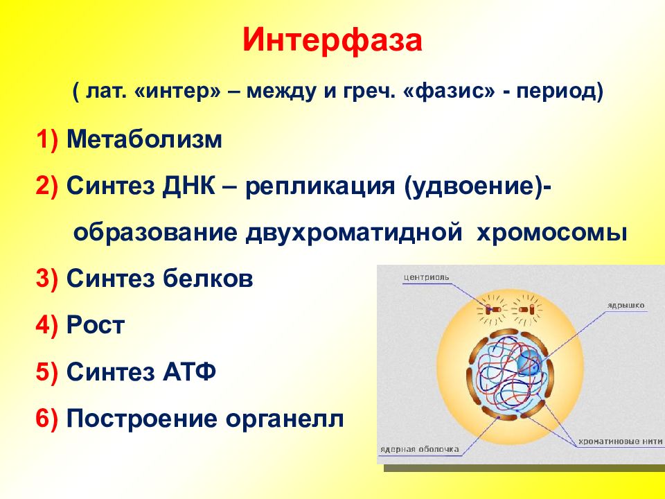 Интерфаза ядра. Интерфаза митоза. Интерфаза 2. В интерфазе митоза происходит удвоение. Интерфаза фото.