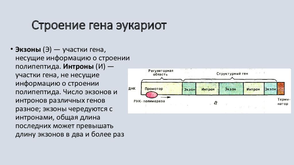 Форма гена называется. Строение Гена. Кодирующие участки Гена. Сложное строение Гена. Экзоны и интроны.