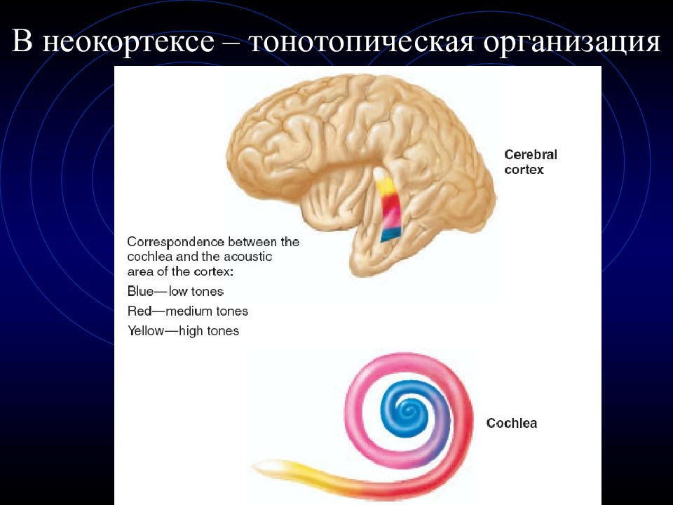 Зрительный и слуховой анализатор презентация