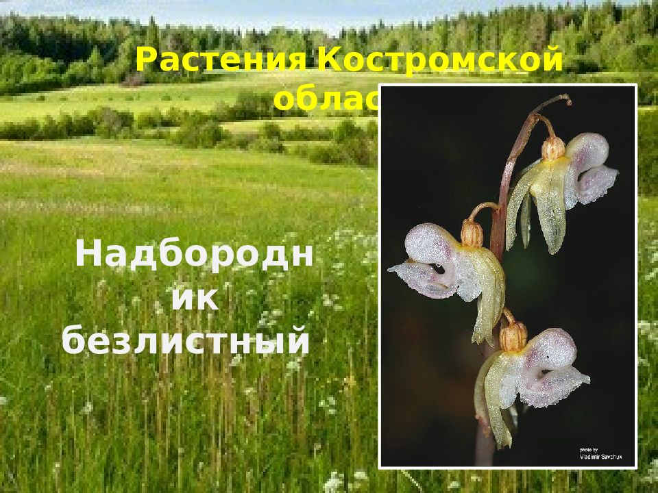 Красная книга костромской области животные и растения презентация