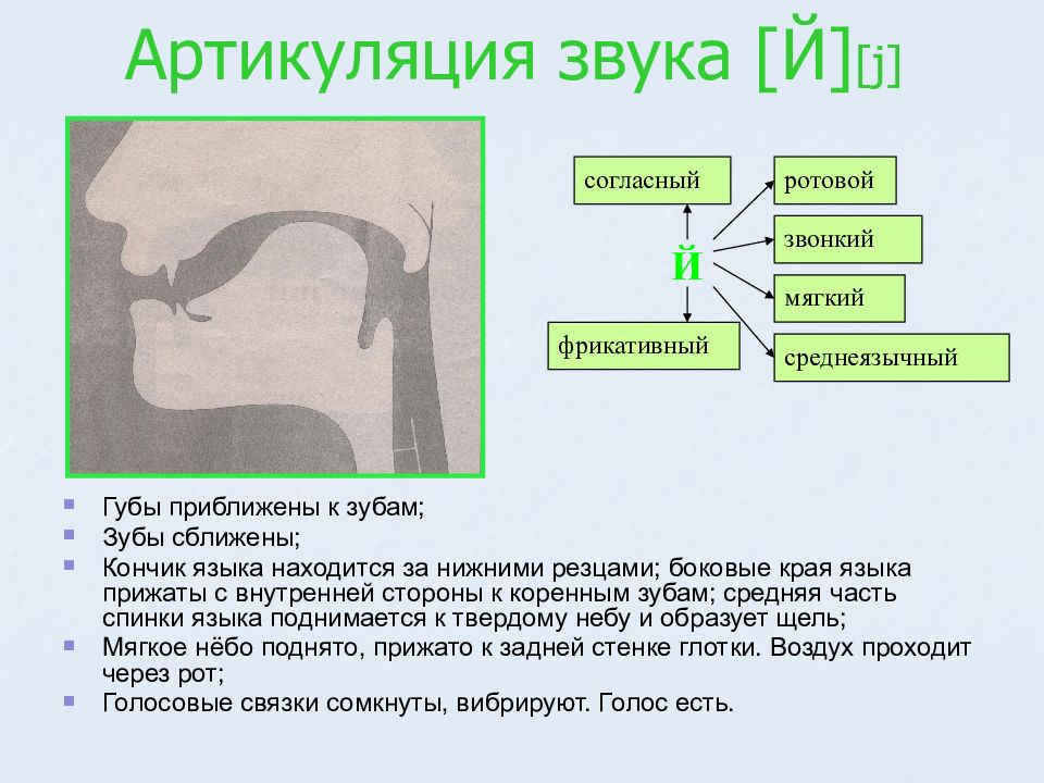 Артикуляционные профили звуков картинки