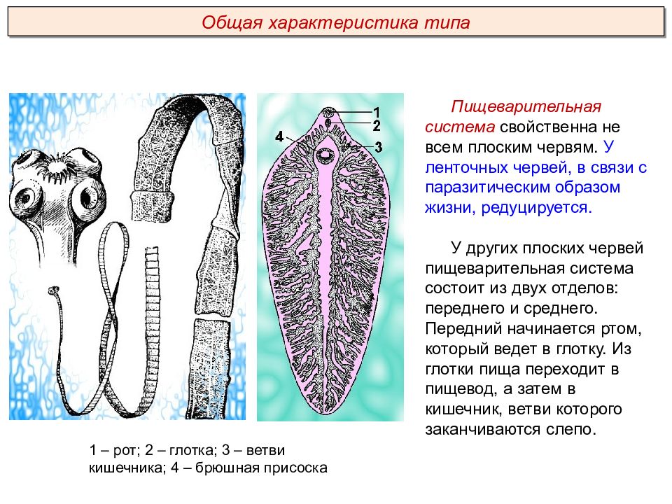 Черви егэ презентация