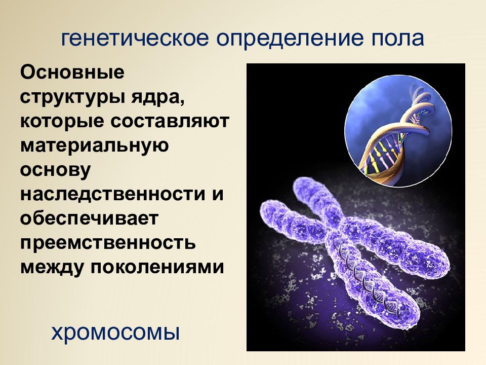 Презентация на тему генетика пола сцепленное с полом наследование 9 класс