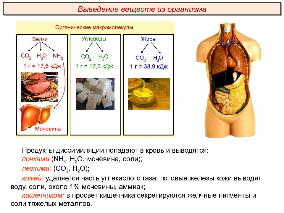 Выделительная функция жиров. Презентация внутренняя среда организма Пименов. Ткани человека презентация Пименов.