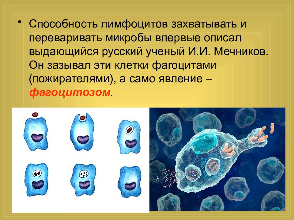 Явление фагоцитоза было открыто. Клетки фагоциты. Презентация на тему фагоцитоз. Способность клеток к фагоцитозу. Бактерии способны к фагоцитозу.