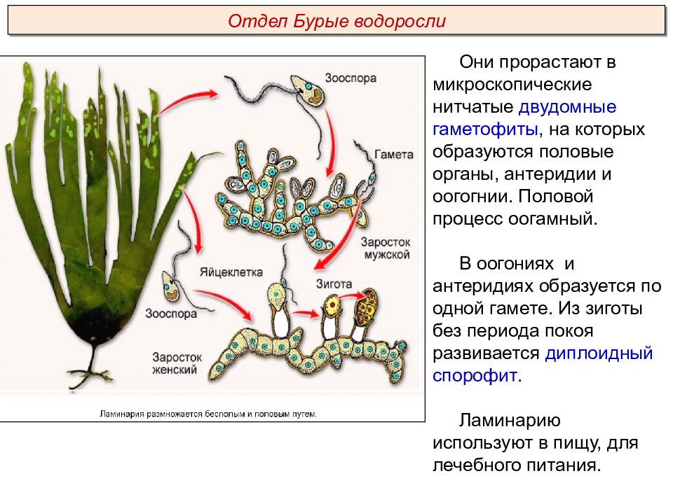 Чем представлен спорофит у водорослей. Гаметофит ламинарии. Цикл размножения бурых водорослей. Спорофит ламинарии. У ламинарии оогония.