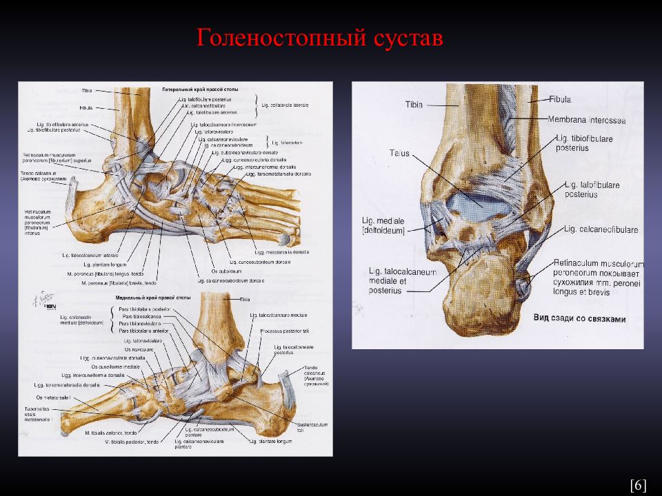 Скелет голеностопа человека фото