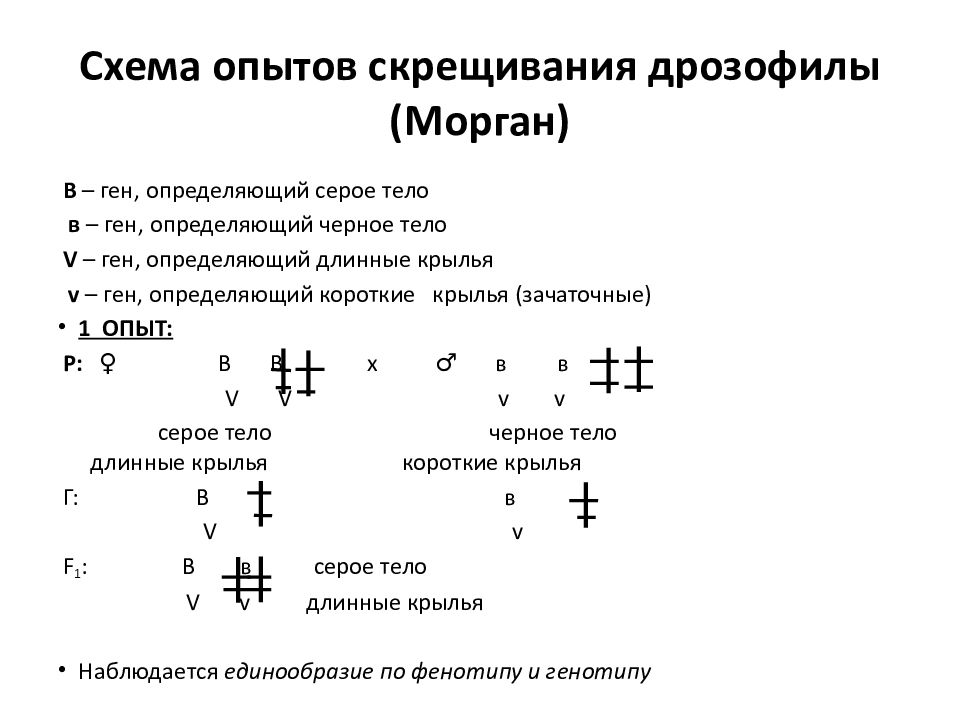 Презентация закономерности наследования