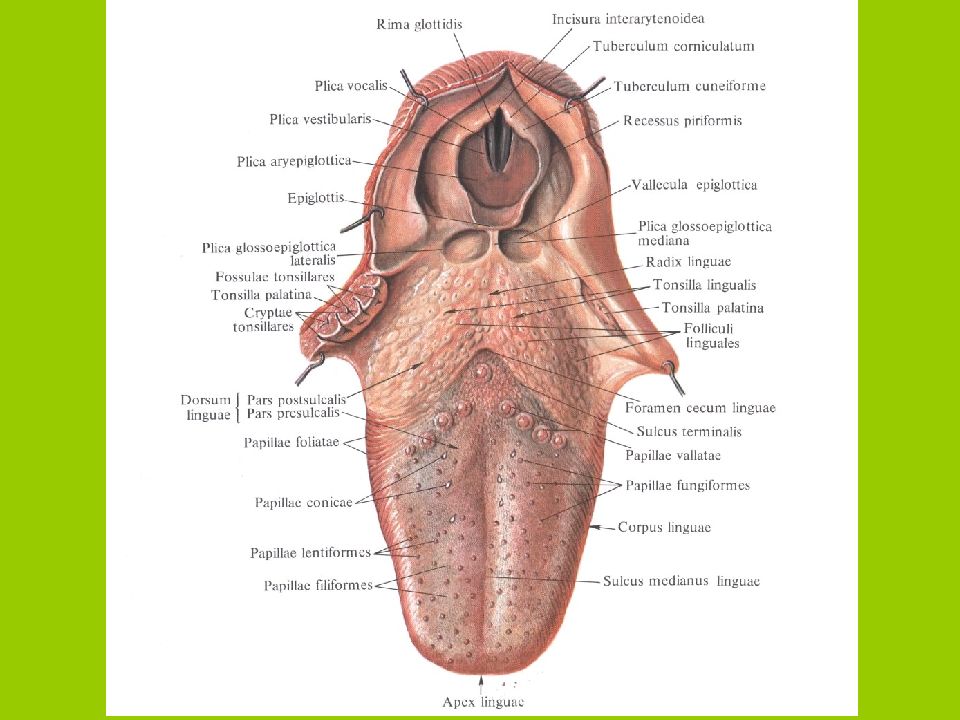 Анатомия языка человека схема