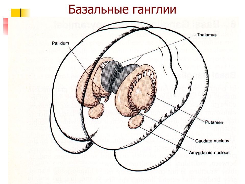 Базальные ядра презентация