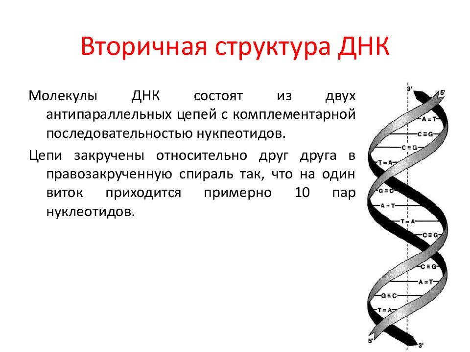 Схема первичной структуры днк