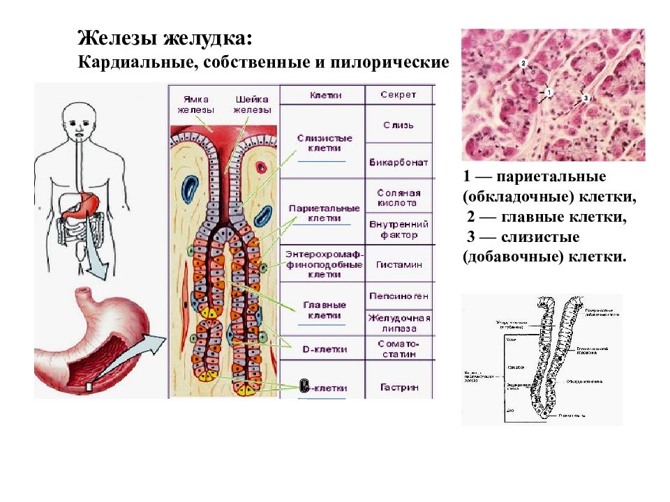 Клетки слизистой желудка вырабатывают. Главные и париетальные клетки желудка функции. Кардиальные железы желудка клетки. Железы желудка строение. Пилорические железы желудка клетки.