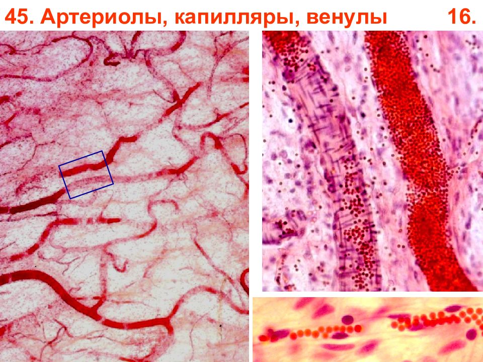 Микроциркуляторное русло гистология рисунок