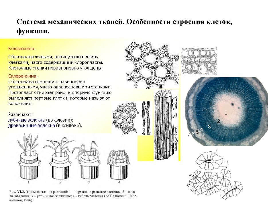 Механическая ткань особенности строения. Особенности строения клетки механической ткани у растений. Особенности строения клеток механической ткани. Механическая ткань растений функции. Ткани растений механическая ткань особенности строения.