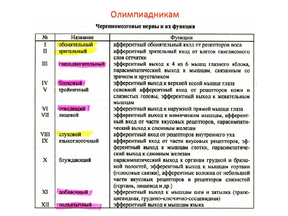 Презентация нервная система пименов