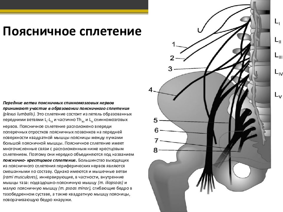 Воспаление полового нерва. Мышечные ветви поясничного сплетения. Ветви бедренно-полового нерва. Синдром поражения поясничного сплетения.