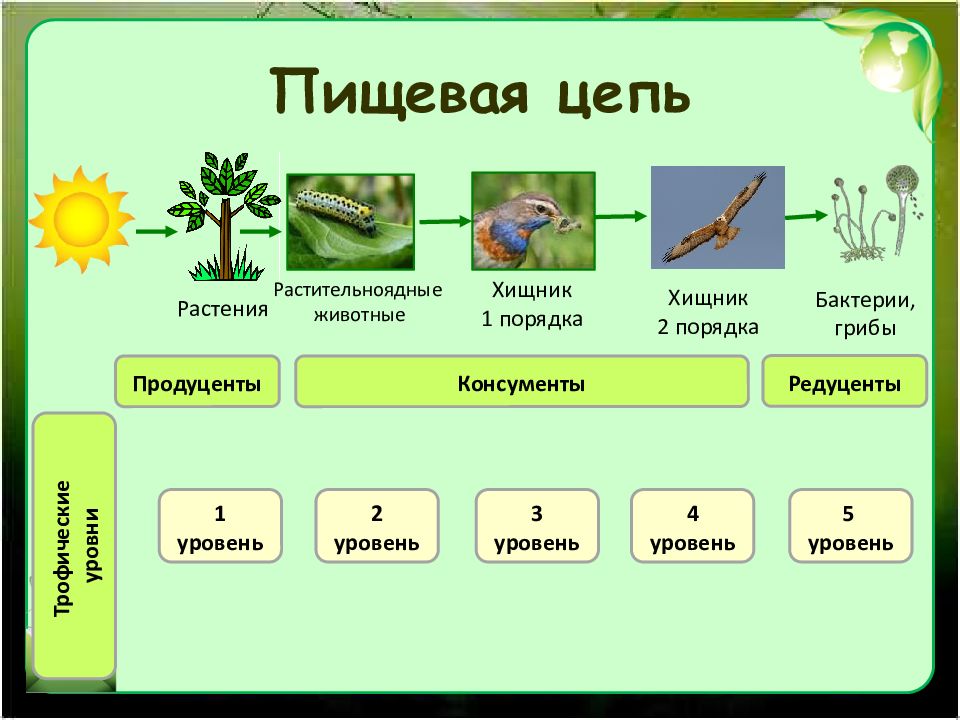 Презентация экосистемы 7 класс биология пасечник