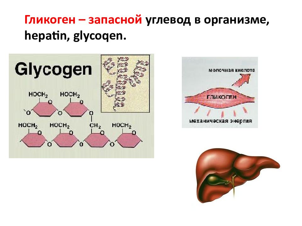 Запасным углеводом в печени человека является. Гликоген. Пищеварительные железы строение и функции презентация. Запасной углевод у человека. Запасной углевод животных.