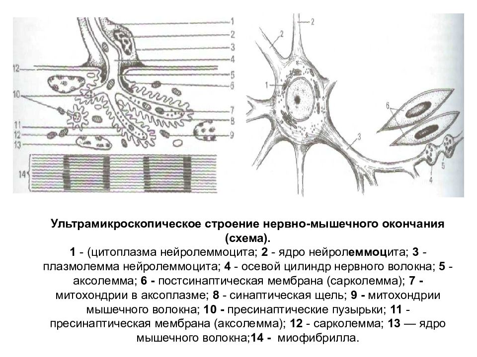 Мышечная и нервная ткань. Схема ультрамикроскопического строения нервной клетки. Ультрамикроскопическое строение нейрона. Схема.. Схема строения нервной ткани. Схема строения нервно-мышечного окончания..