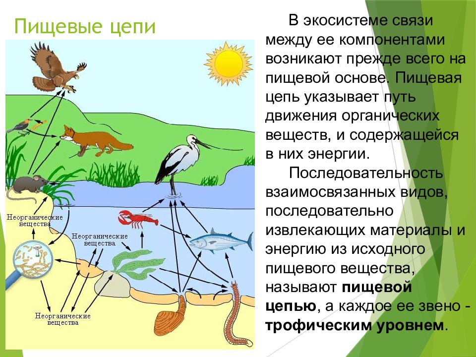 Составление схем передачи веществ и энергии цепей питания презентация