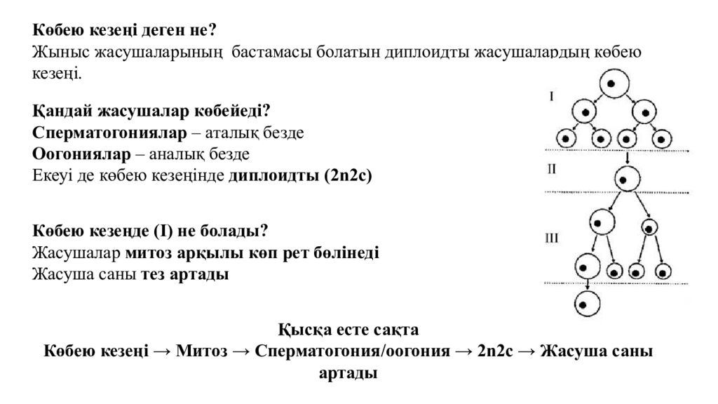 Гаметогенез. Адам гаметогенезінің сатылары. Сперматогенез бен оогенезді