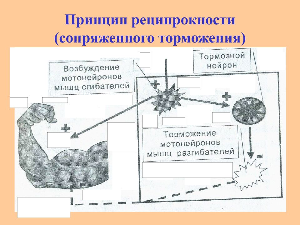 Принцип 2. Принцип реципрокности. Принцип реципрокности в ЦНС. Сопряженного торможения. Принцип 3. принцип реципрокности.