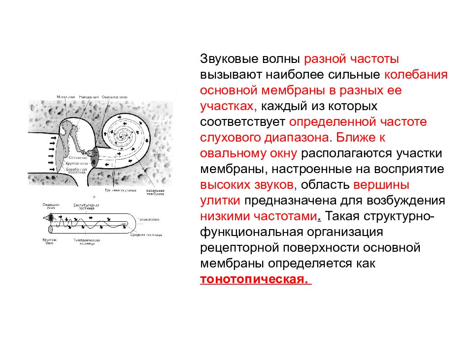 Колебания мембраны. Звуки низкой частоты вызывают колебания основной мембраны. Колебания основной мембраны. Звуковые волны разной частоты. Звуковая волна вызывает колебания.