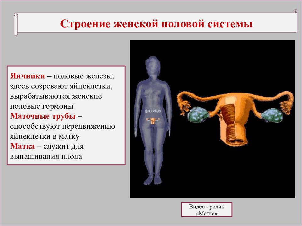 Репродуктивная система человека 8 класс биология презентация