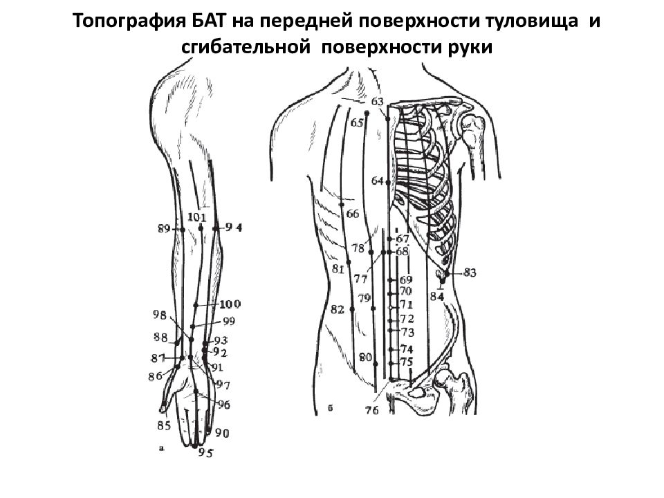 Вены стенок туловища передней боковых и задней