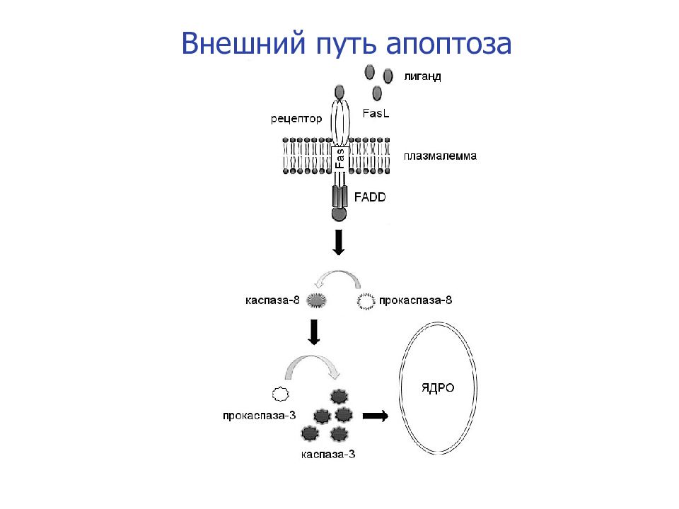 Нарисуйте схему гибели клеток мишеней по механизму апоптоза