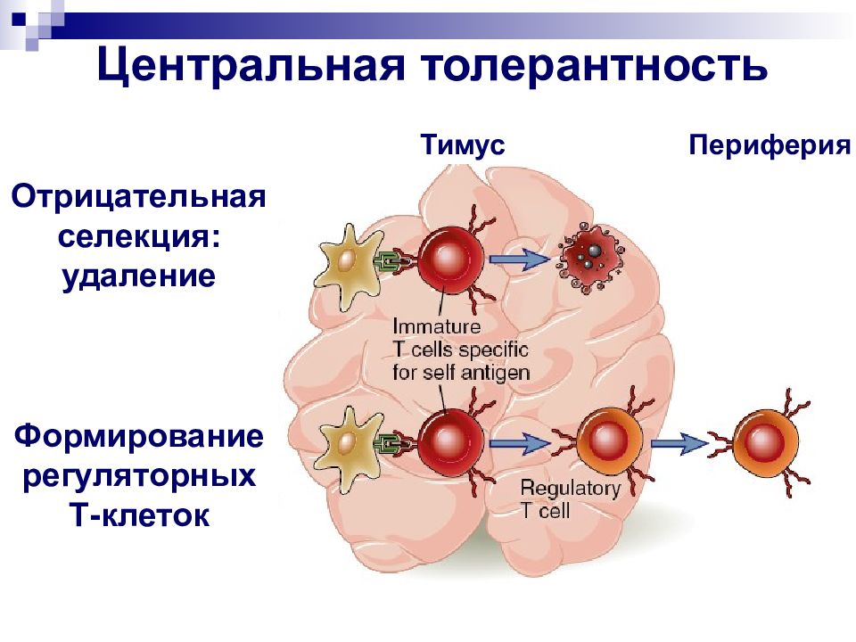 Иммунологическая толерантность. Механизмы формирования центральной и периферической толерантности. Механизмы формирования центральной иммунной толерантности. Механизмы развития иммунологической толерантности. Центральные и периферические механизмы аутотолерантности.