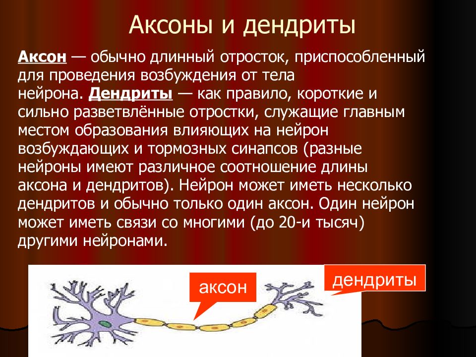 Дендрит нейрона характеристика. Функции дендритов нейрона. Аксоны и дендриты функции. Функции дендритов и аксонов.