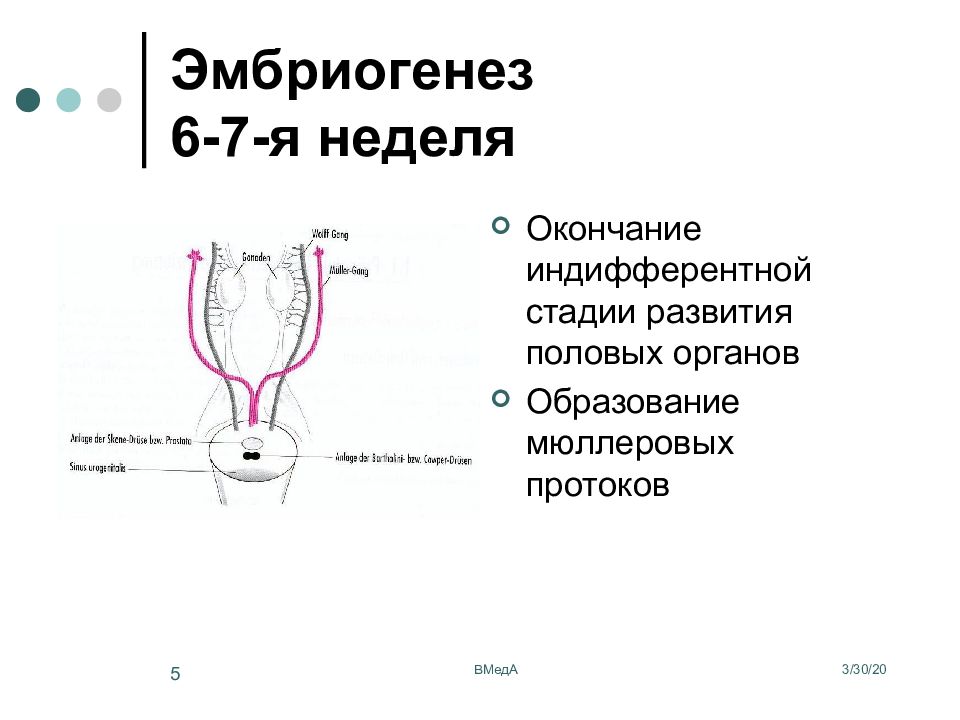 Аномалии развития женской репродуктивной системы презентация