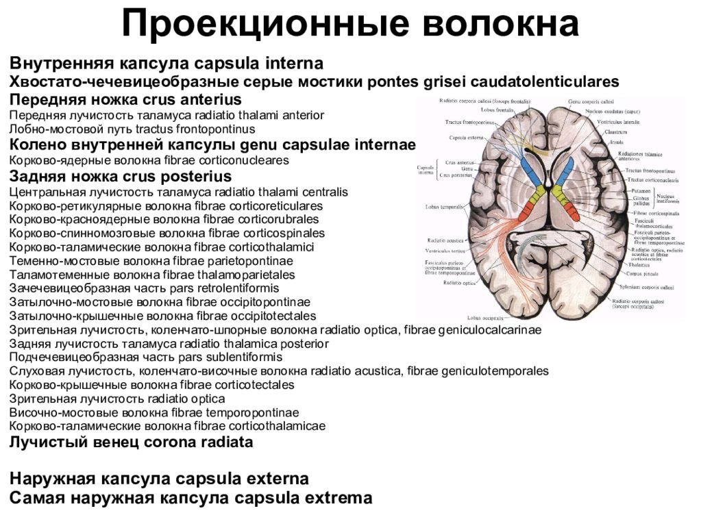 Проводящие волокна мозга. Проекционные проводящие пути внутренней капсулы. Проводящие пути внутренней капсулы конечного мозга. Топография внутренней капсулы мозга. Схема расположения проводящих путей во внутренней капсуле.
