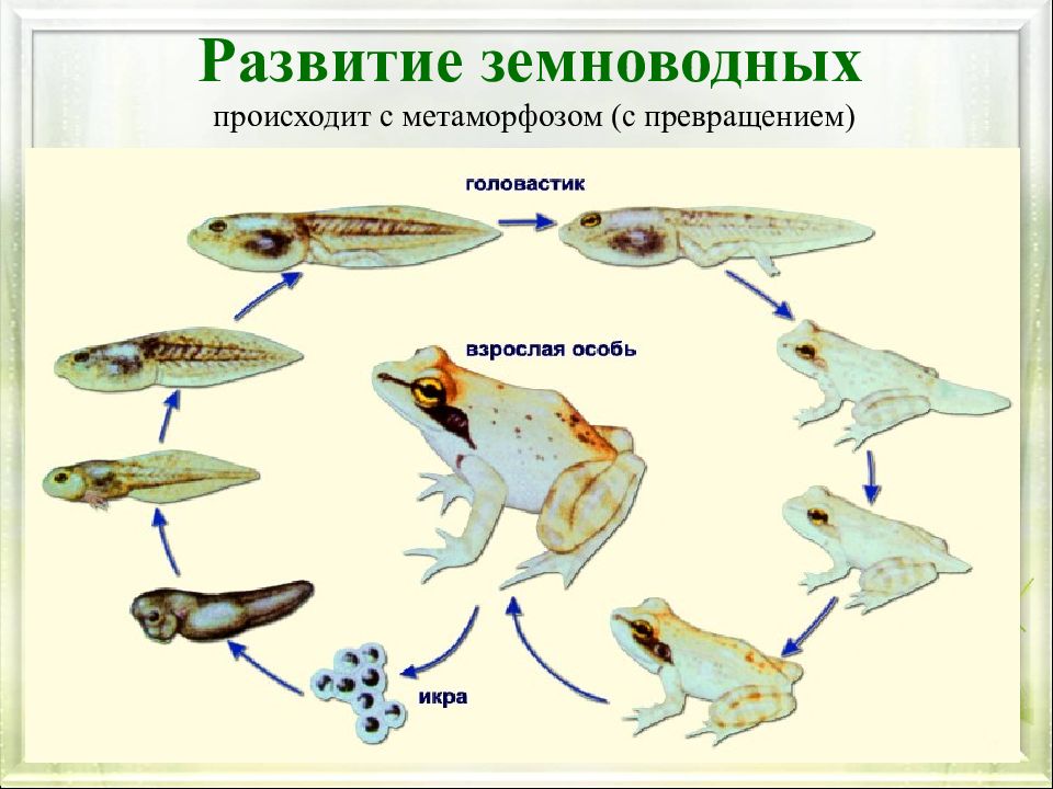 Цикл размножения лягушки. Стадии развития головастика лягушки. Этапы превращения головастика в лягушку. У лягушки неполный метаморфоз.
