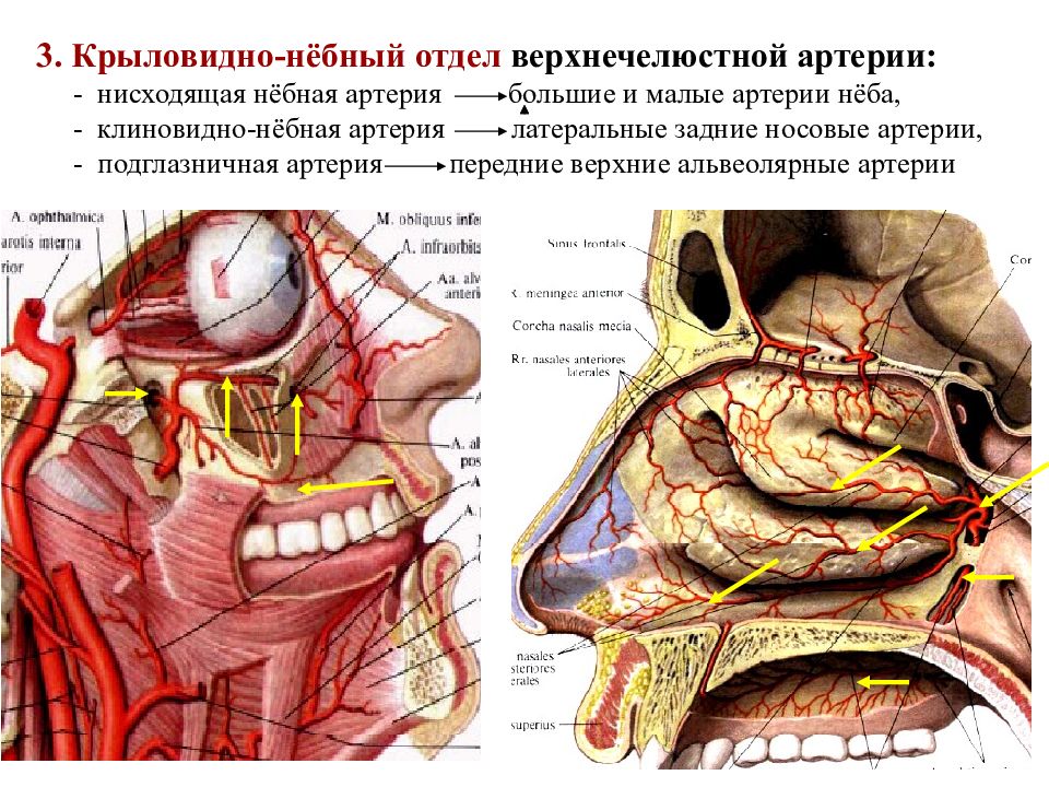 Верхнечелюстная артерия презентация