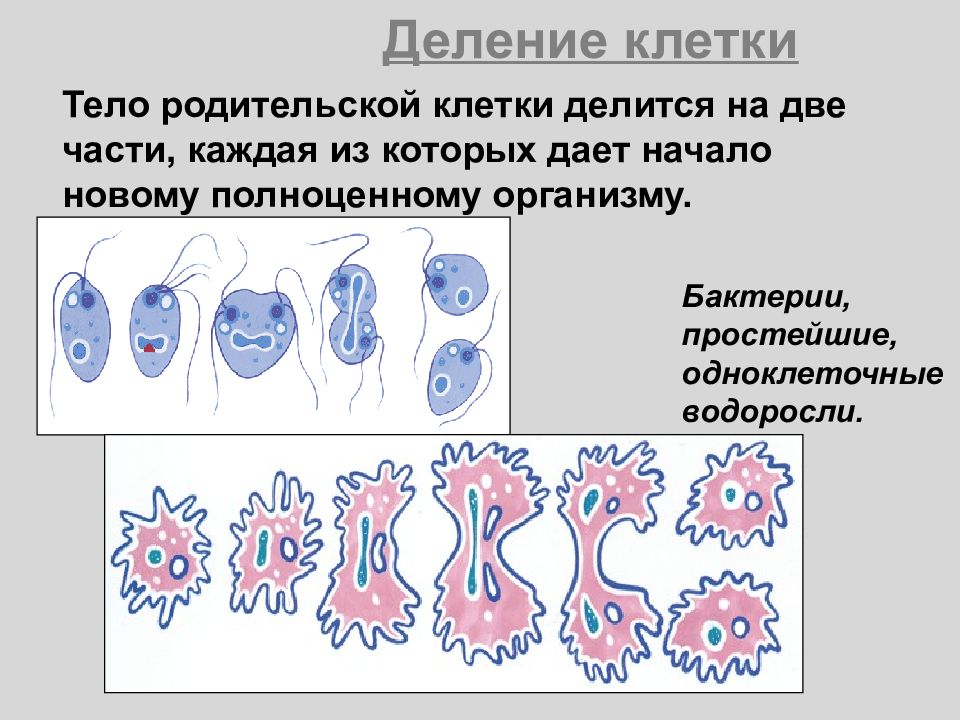 Как делится клетка 5 класс. Деление клетки делится на. деление клетки одноклеточных. деление клетки на две части. деление клетки водорослей.