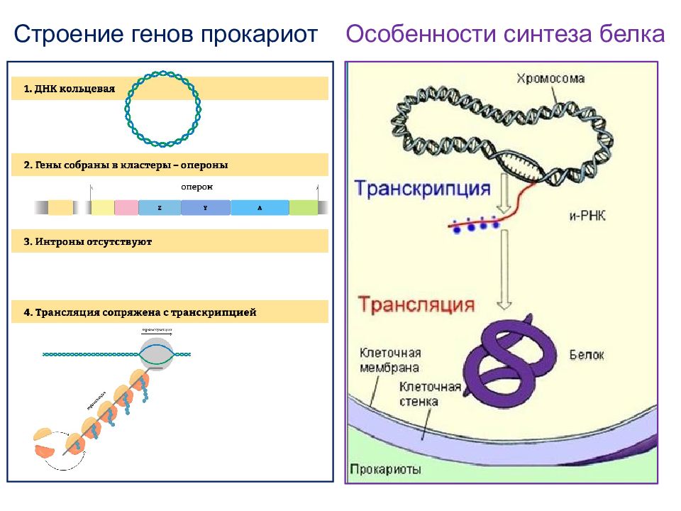 В клетках прокариот днк. Механизм регуляции синтеза белка у прокариот схема. Схема регуляции синтеза белка у прокариот и эукариот. Схема регуляции биосинтеза белка у прокариот. Схема синтеза белка эукариот.