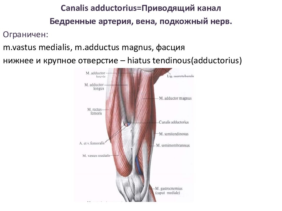 Приводящий канал