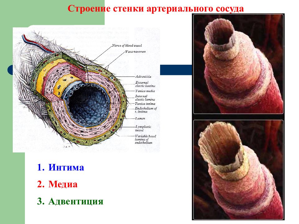 Адвентиция это. Строение сосудов адвентиция. Строение стенки сосудов. Строение стенки капилляра. Строение стенки сосуда интима Медиа адвентиция.