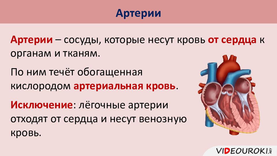 Органы кровообращения строение и работа сердца 8 класс презентация