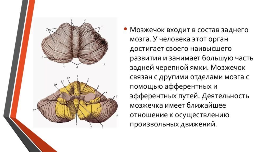 Ткань мозжечка. Проводящие пути мозжечка. Мозжечок строение. Строение мозжечка человека. Схема связей мозжечка.